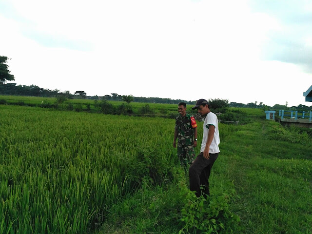 Dukung Upsus, Babinsa Gondang Monitoring Ciherang