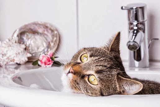 Czy koty trzeba kąpać?
