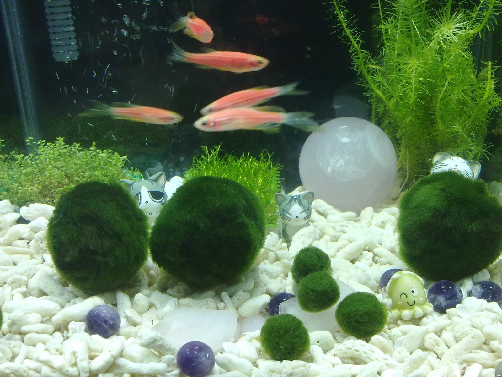 shereenwong88: Marimo