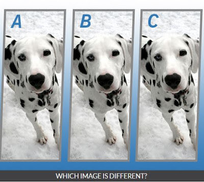 Quiz Diva Spot The Difference Puppy Answers Score 100 Myfaq