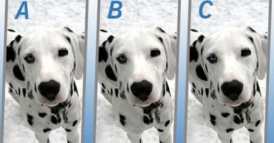 Quiz Diva Spot The Difference Puppy Answers Score 100 Myfaq