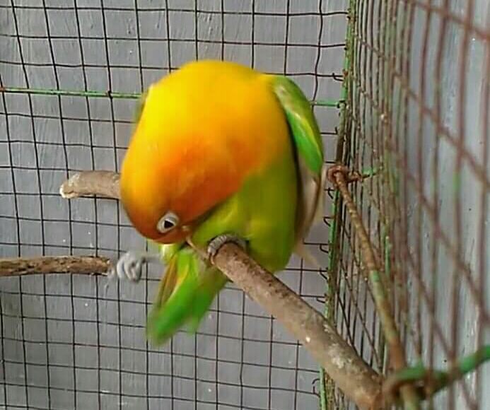 Cara Jebol Birahi Lovebird Jantan Agar Bisa Konslet Pamankicau
