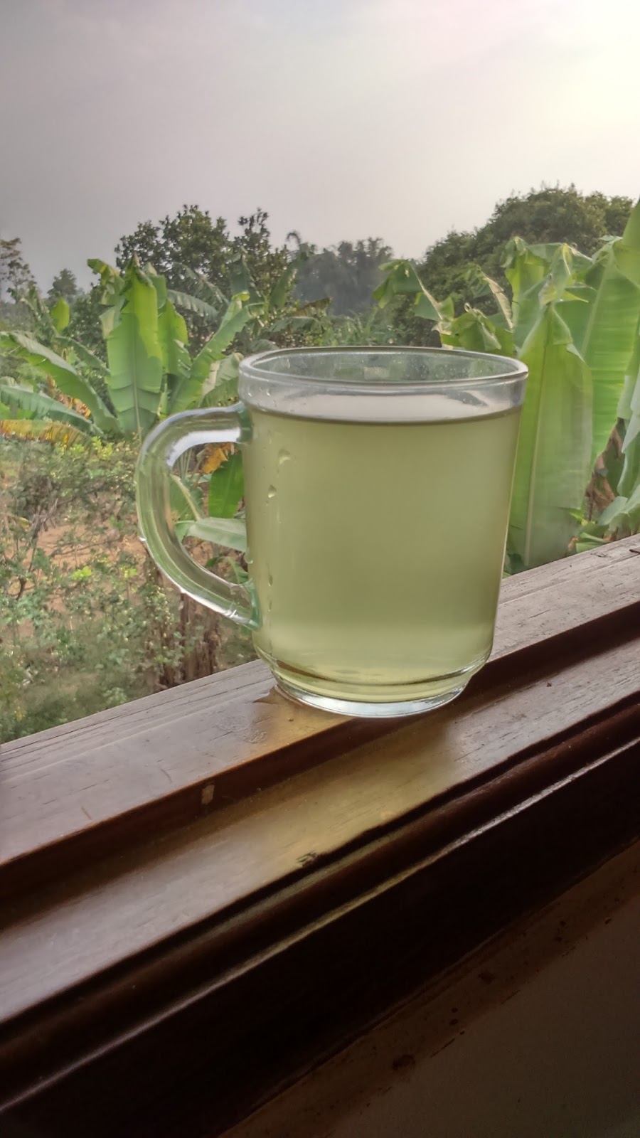 Manfaat Minuman Air Seledri Untuk Ginjal A Bowl Of Clover