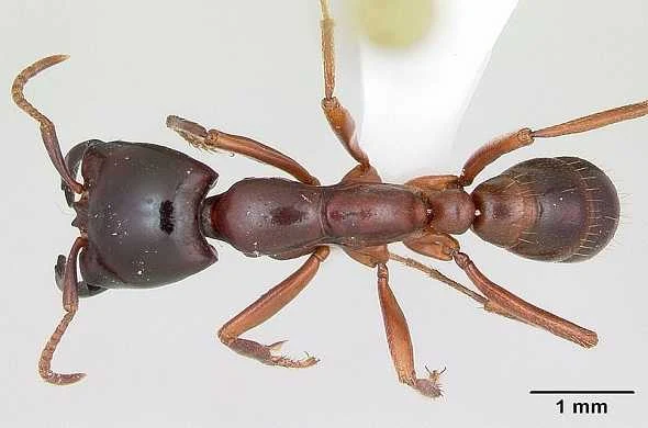 siafu-african-ants-سيافو-النمل-الافريقي