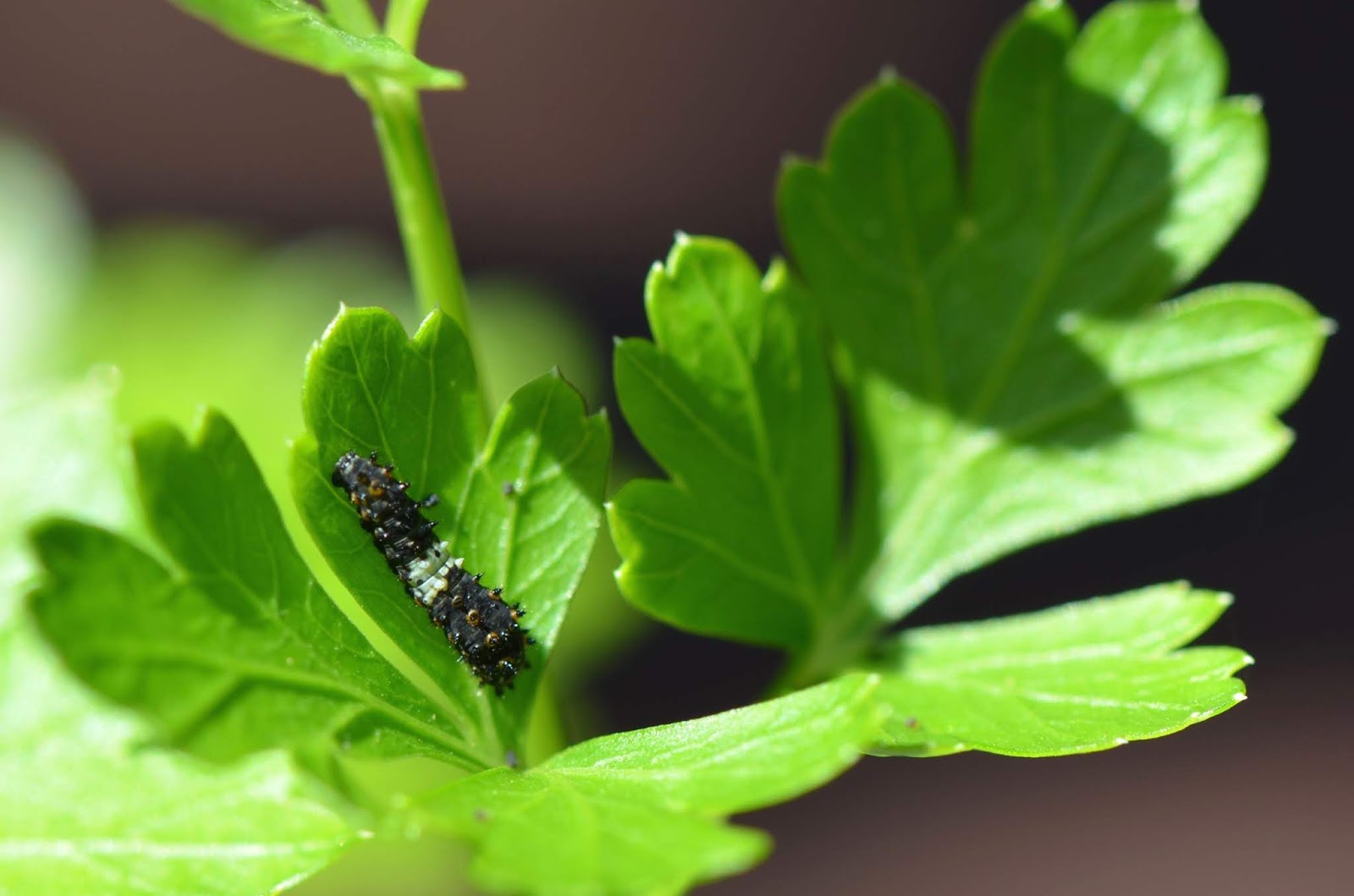 Urban Wildlife Guide Caterpillars on the Parsley