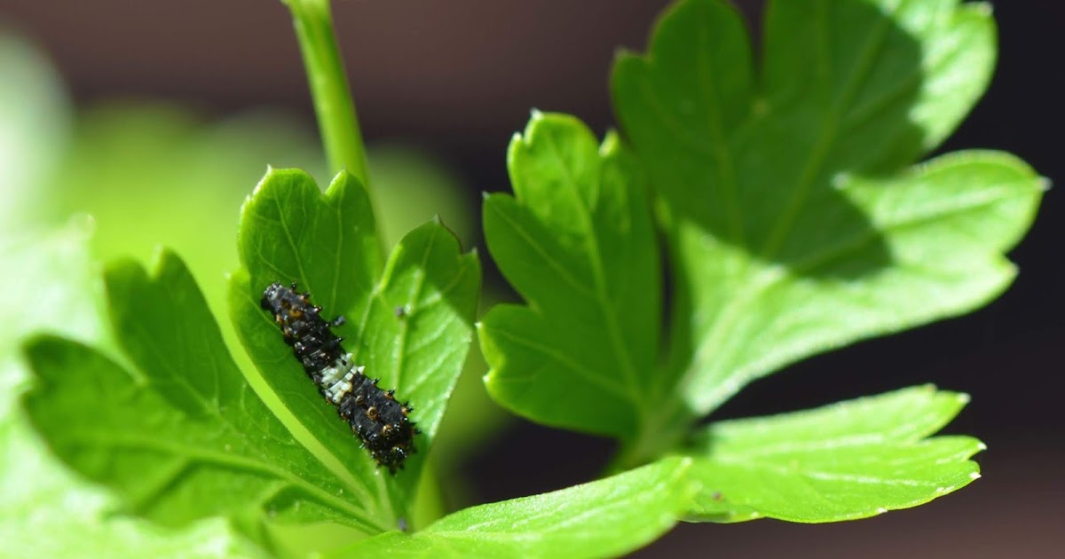 Urban Wildlife Guide Caterpillars on the Parsley
