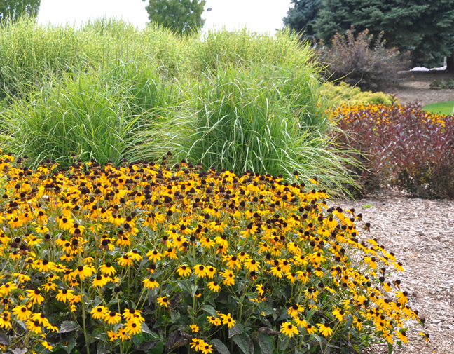 Three Dogs in a Garden Favourite Ornamental Grasses Part 1