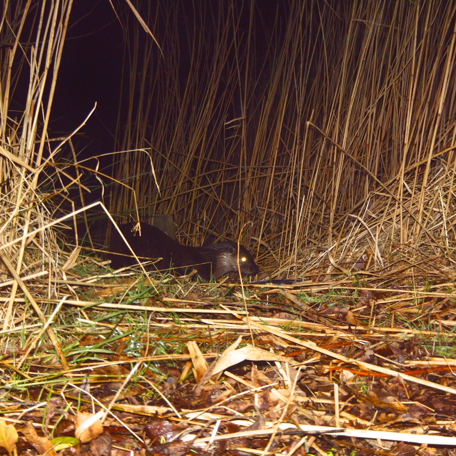 TrogTrogBlog: Night-time trail camera - Otter part 1