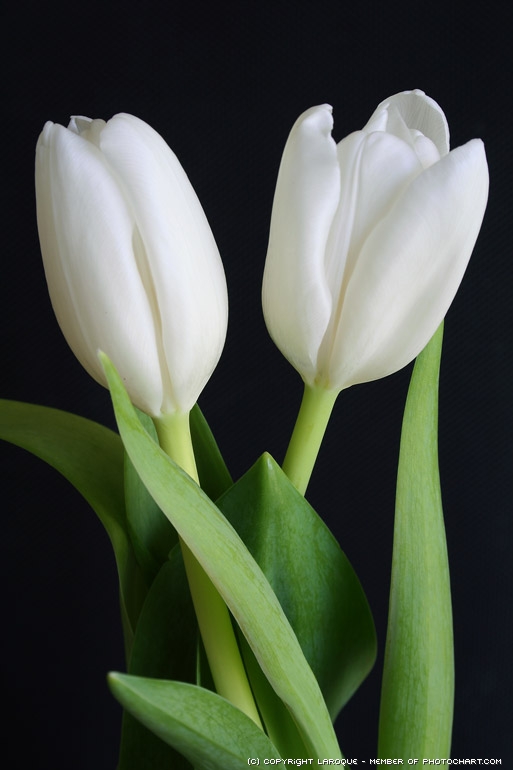 IMG_tulips.jpeg