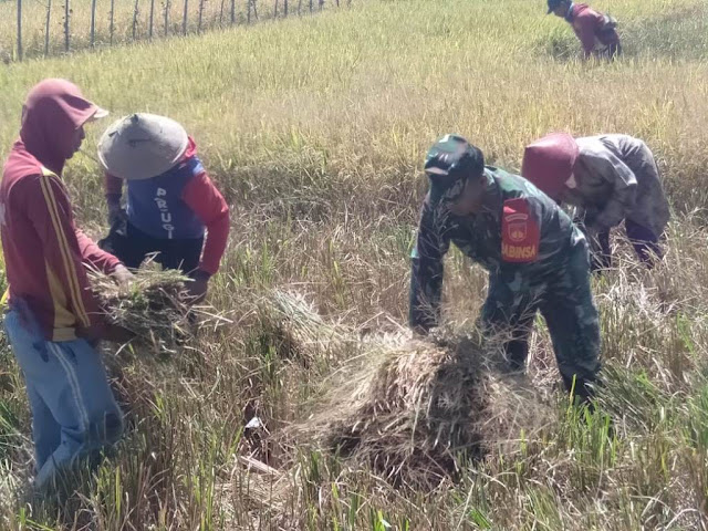 Babinsa Klaten Turun Ke Sawah Dampingi Petani