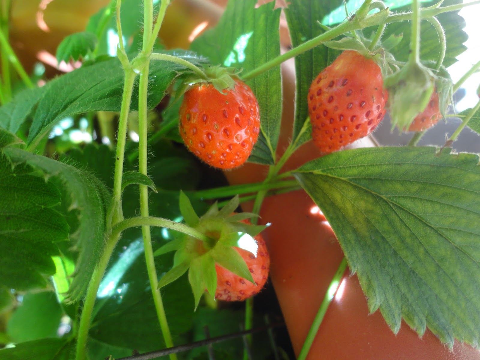 FRESAS MADURAS EN LA MATA