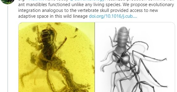 9900万年前の地獄アリとゴキブリを内包した「虫入り琥珀」が発見される
