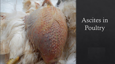 Ascites in poultry