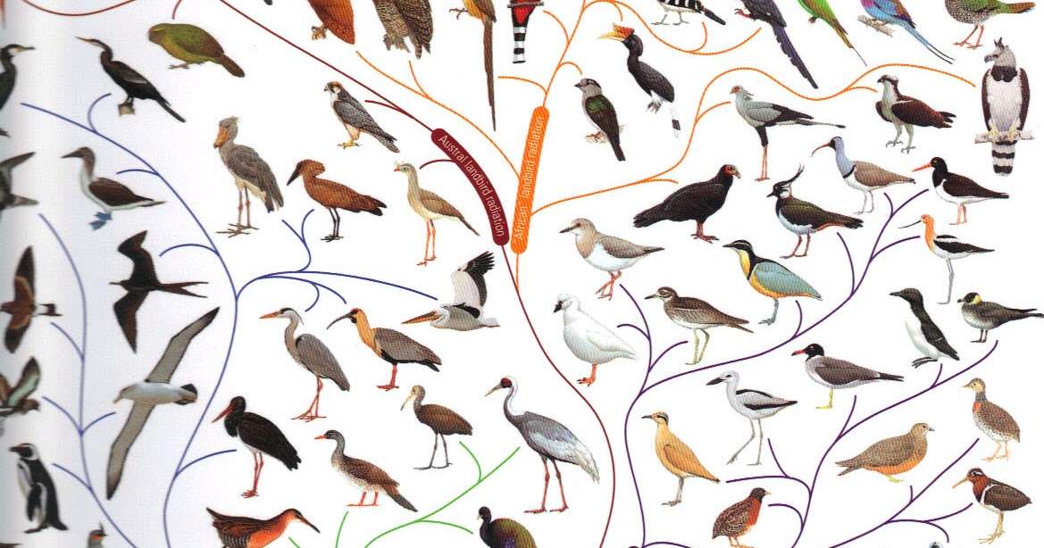 Des oiseaux sur ma route Voir toutes les espèces d'oiseaux du monde.