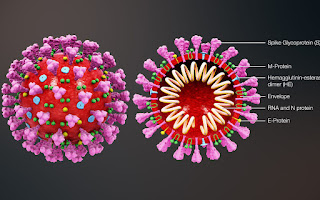 3D medical animation coronavirus structure
