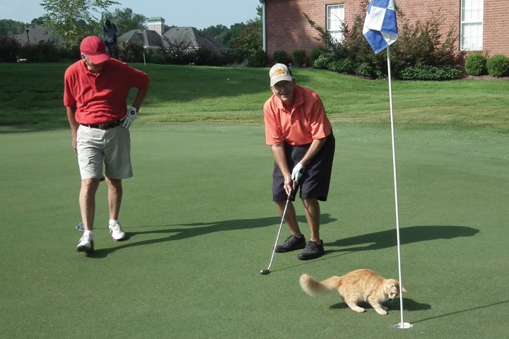 Golf cat. герои мультфильмов играют в гольф. кошачьи гольфы. реклама с котом. коты играют в гольф.