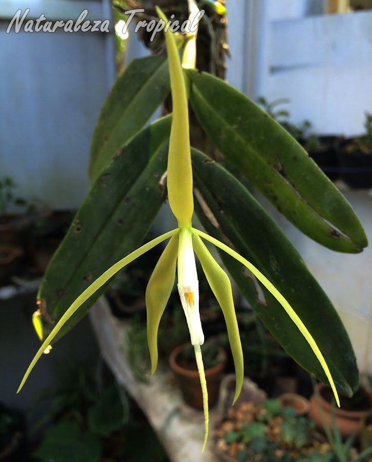 Otra imagen de la flor de la Orquídea Dama de la Noche, Epidendrum nocturnum