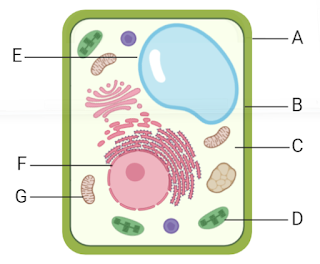 plant-and-animal-cells-to-label