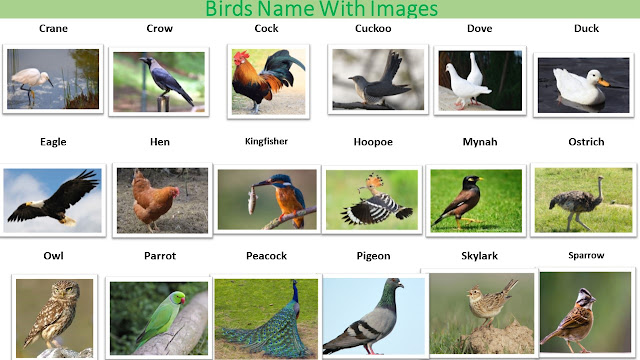 57 Types of Birds Name | Kids Classes