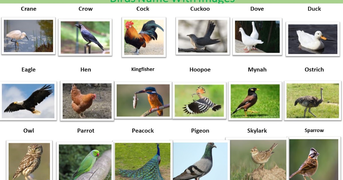 57 Types of Birds Name | Kids Classes