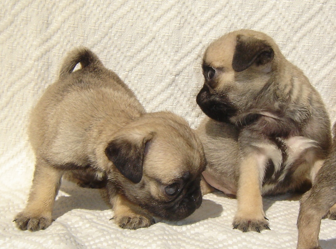 AleAle Kennel Pug Cachorros PUG