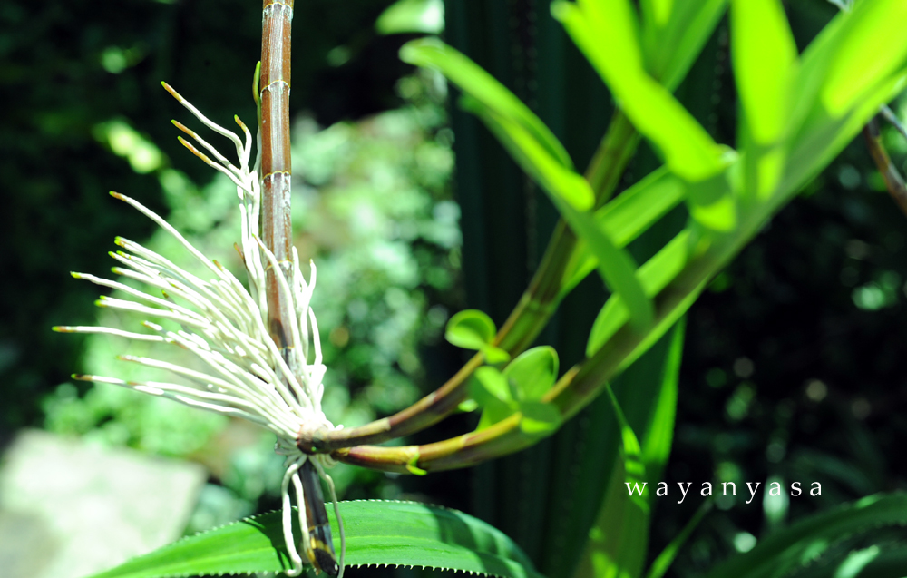 Paling Keren 23+ Bunga Anggrek Cepat Layu - Gambar Bunga Indah