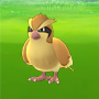 Pidgey