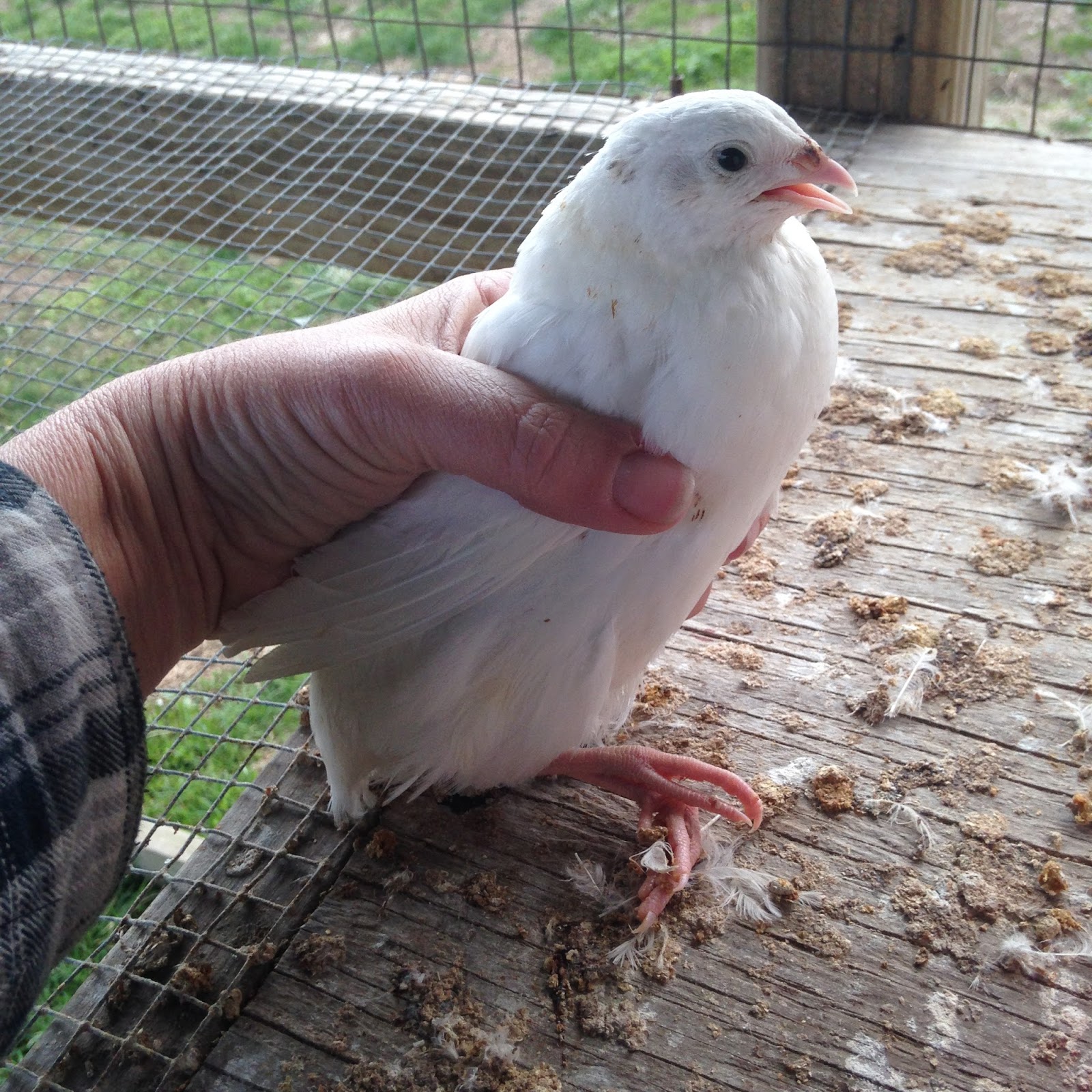 Modern Missouri Pioneers Quail, a great backyard meat source