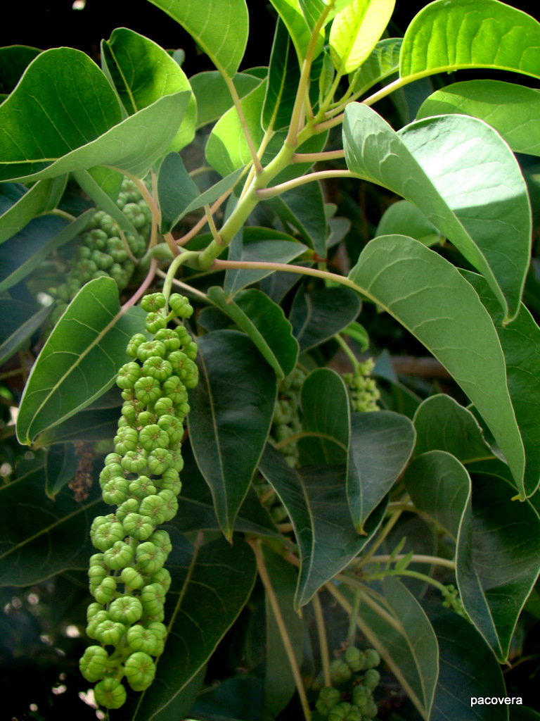 CH´USAY PHYTOLACCA DIOICA