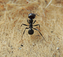 Hormiga (formícidos (Formicidae))