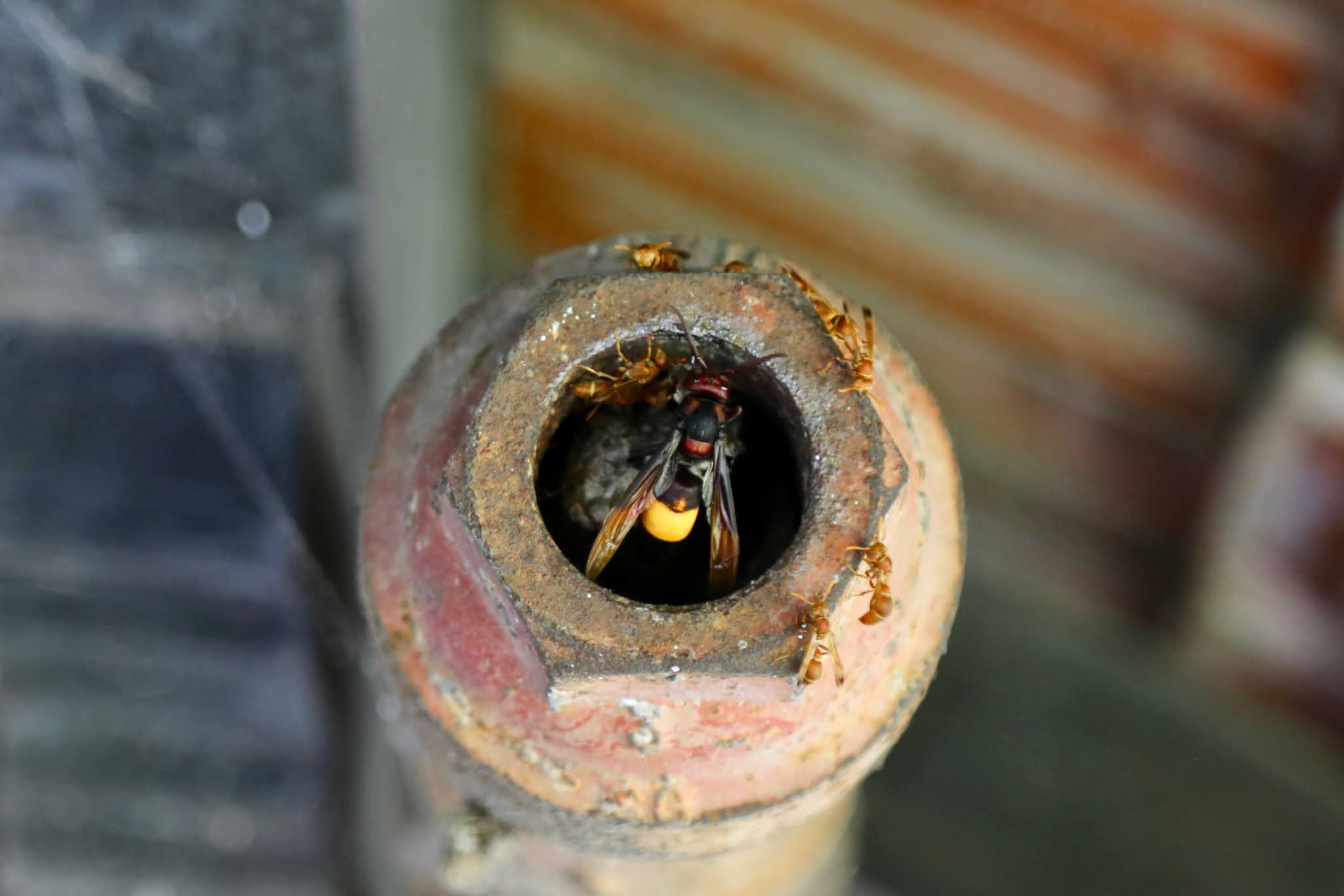 Greater Banded Hornet Raids a Paper Wasp Hive, high resolution free, Urban Wildlife Photography