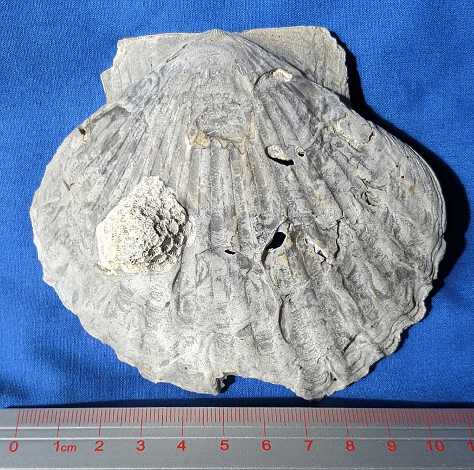 Louisville Fossils and Beyond Pecten Scallop + Coral Fossil