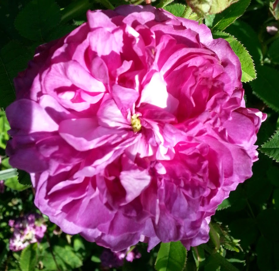 Weeding on the Wild Side Continuous Bloom, Roses, Clematis, June 2, 2014