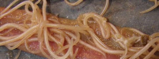chicken dewormers chicken worms