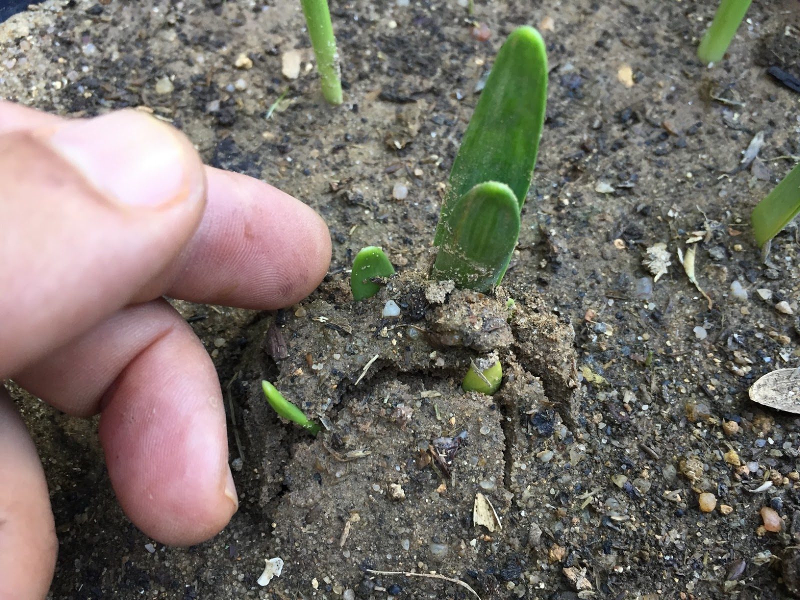 How to Plant & Care for Narcissus Bulbs