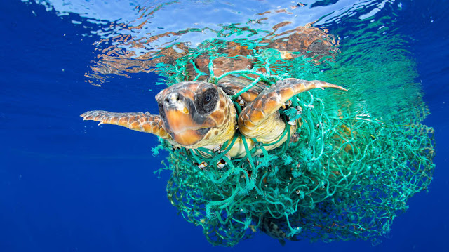 Plásticos provocan muerte animales mundo Plásticos provocan muerte animales mundo