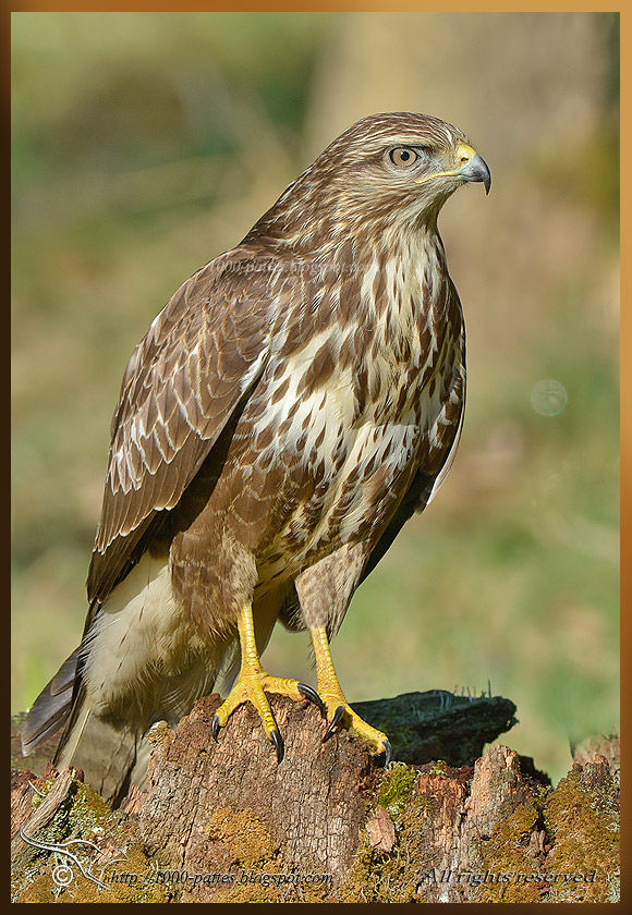 Buzzards and Photoshop tutorial OIS BuseVariable D7100 0548 210114