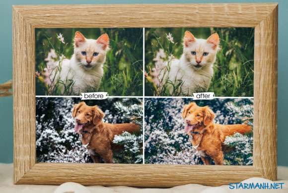 Share Preset Cute Pets Lightroom màu dành cho vật nuôi(Mobile/Desktop)