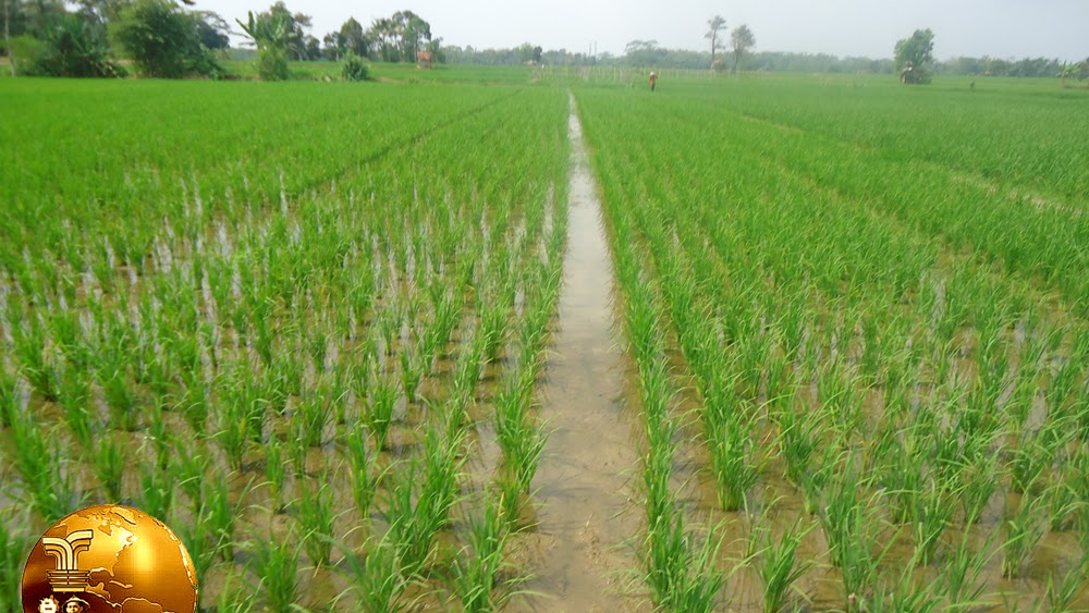 Menanam Padi Dengan Jajar Legowo