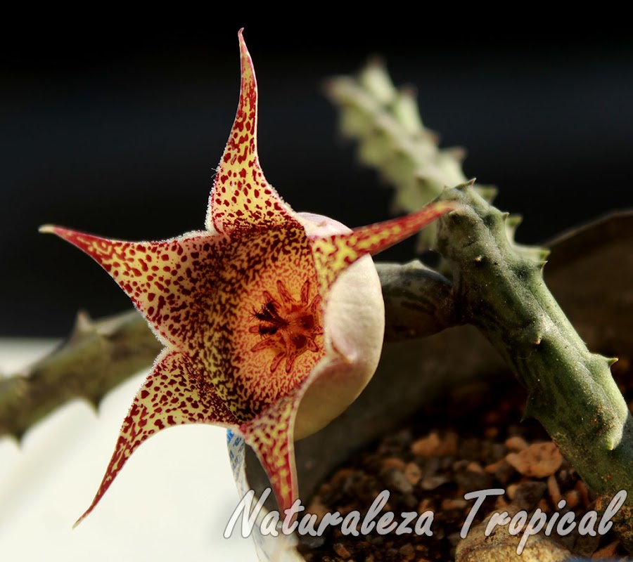 Vista de la flor y tallos de la planta suculenta Orbeanthus hardyi