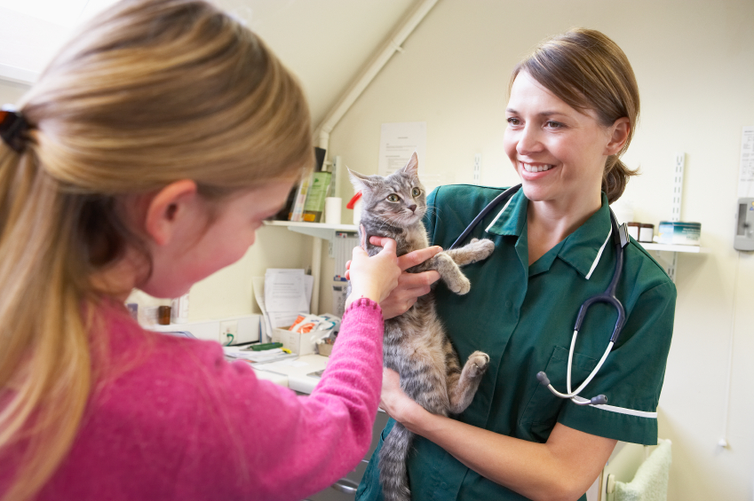 Animals & Pets Feline Leukemia Treatment