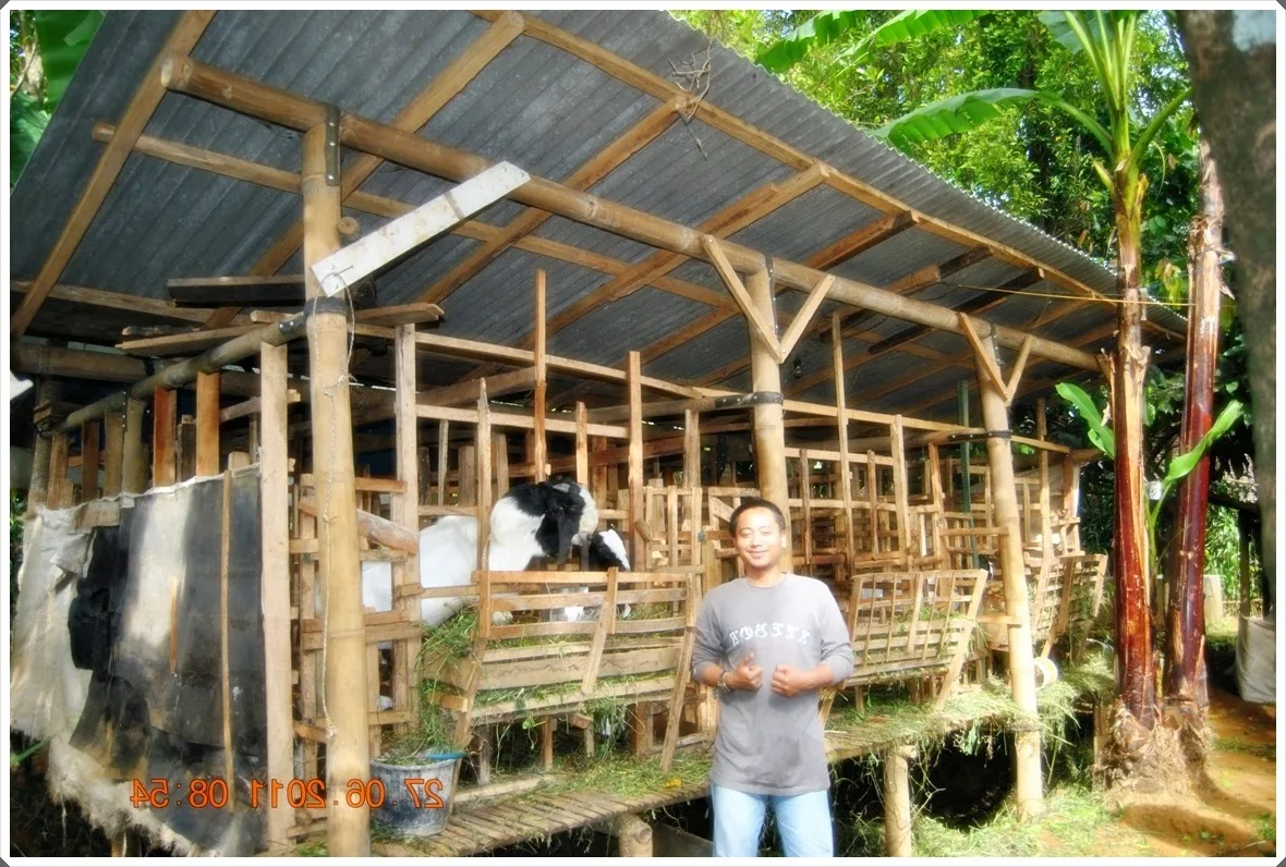gambar contoh kandang kambing dari bambu