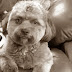 24 shocking facts you do not know about dogs 24 shocking facts you do not know about dogs