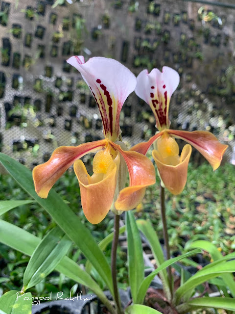 Paphiopedilum christensonianum