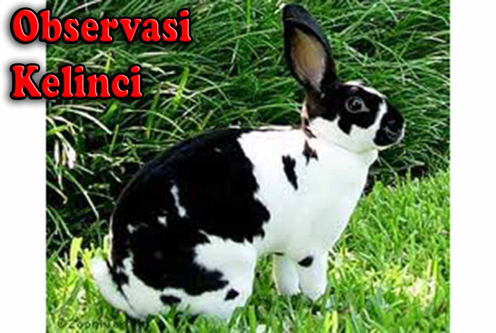 7Contoh Teks Laporan Hasil Observasi