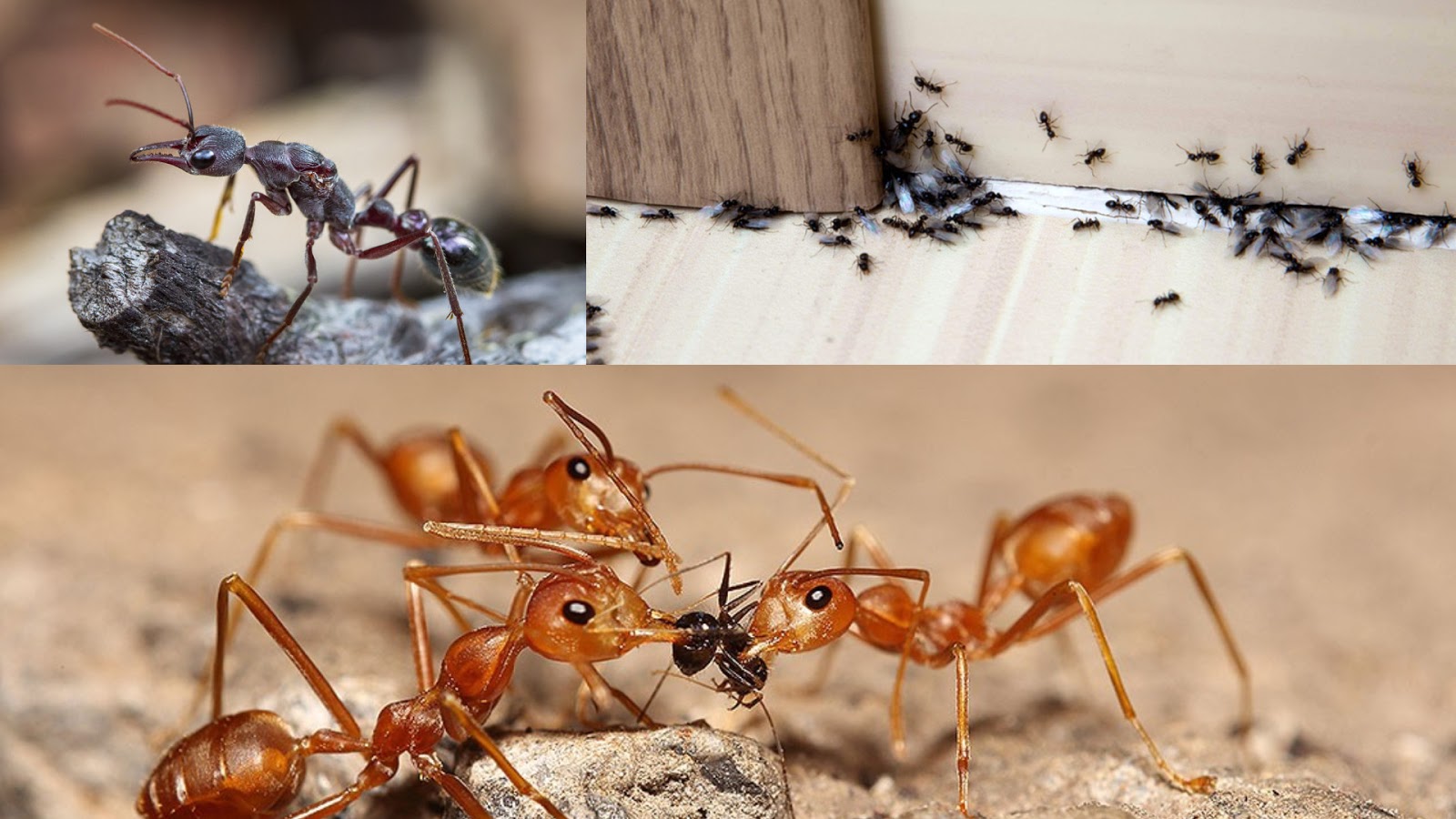 Why Ants Love Your Kitchen