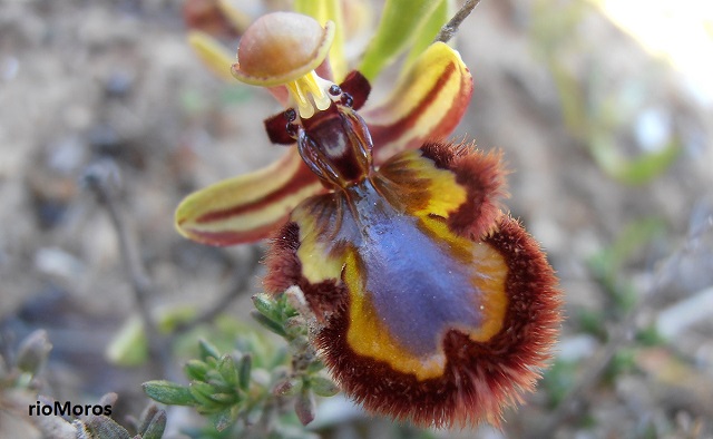 ESPEJO DE VENUS Ophrys speculum