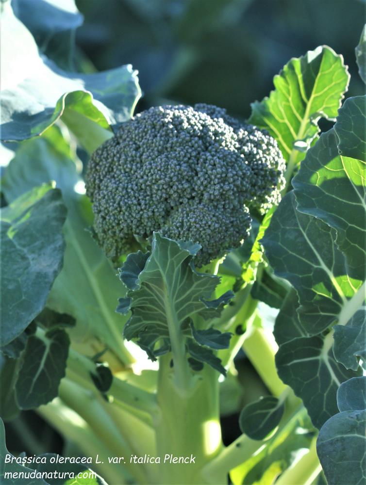 Menuda Natura Brassica oleracea L. var. italica Plenck