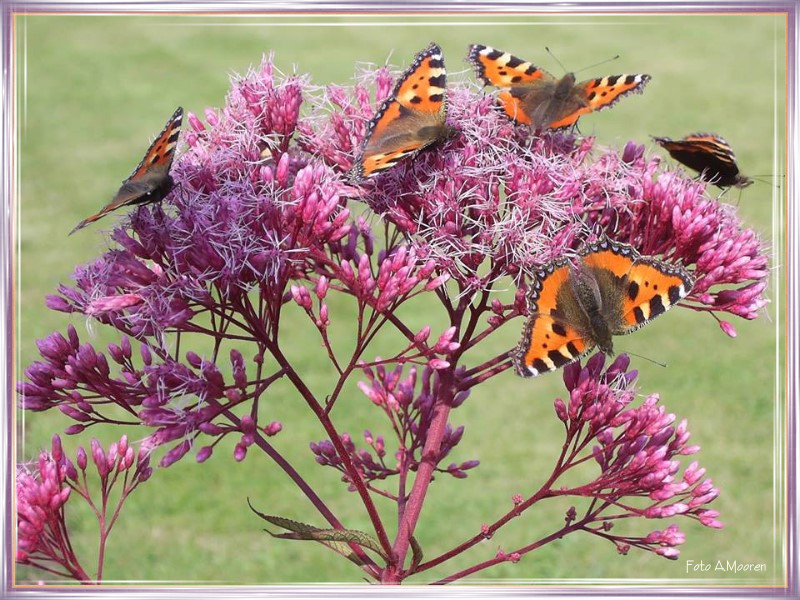 Karins Gedichte Blog Stelldichein Der Schmetterlinge