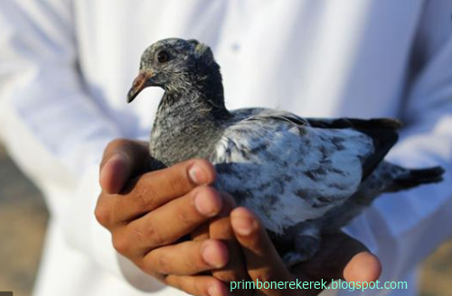 36 Tafsir Mimpi Menangkap Burung Merpati Menurut Primbon Jawa Dan Erek Erek 2d 3d 4d Primbon Erek Erek